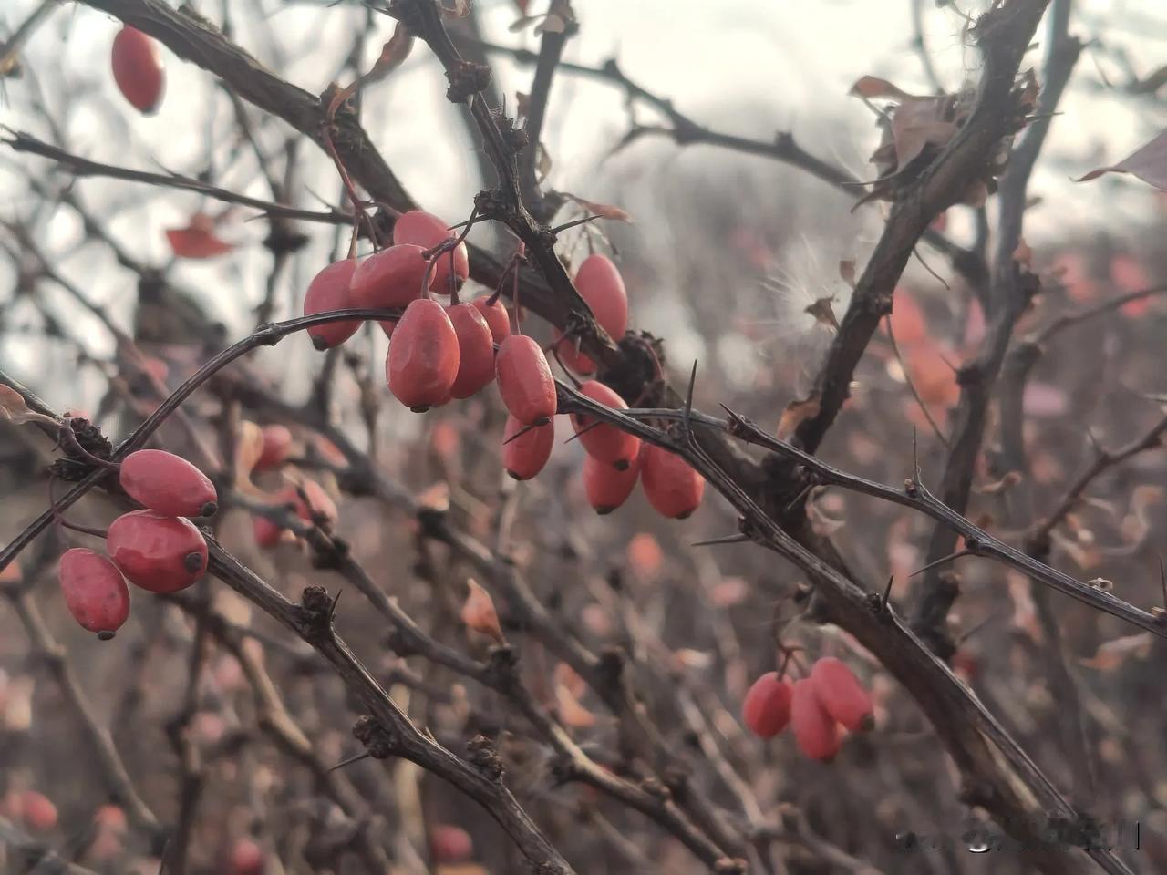 今天中午，送孩子去学校以后，闲着没事沿着公路边人行道走啊走啊，边走边东张西望欣赏