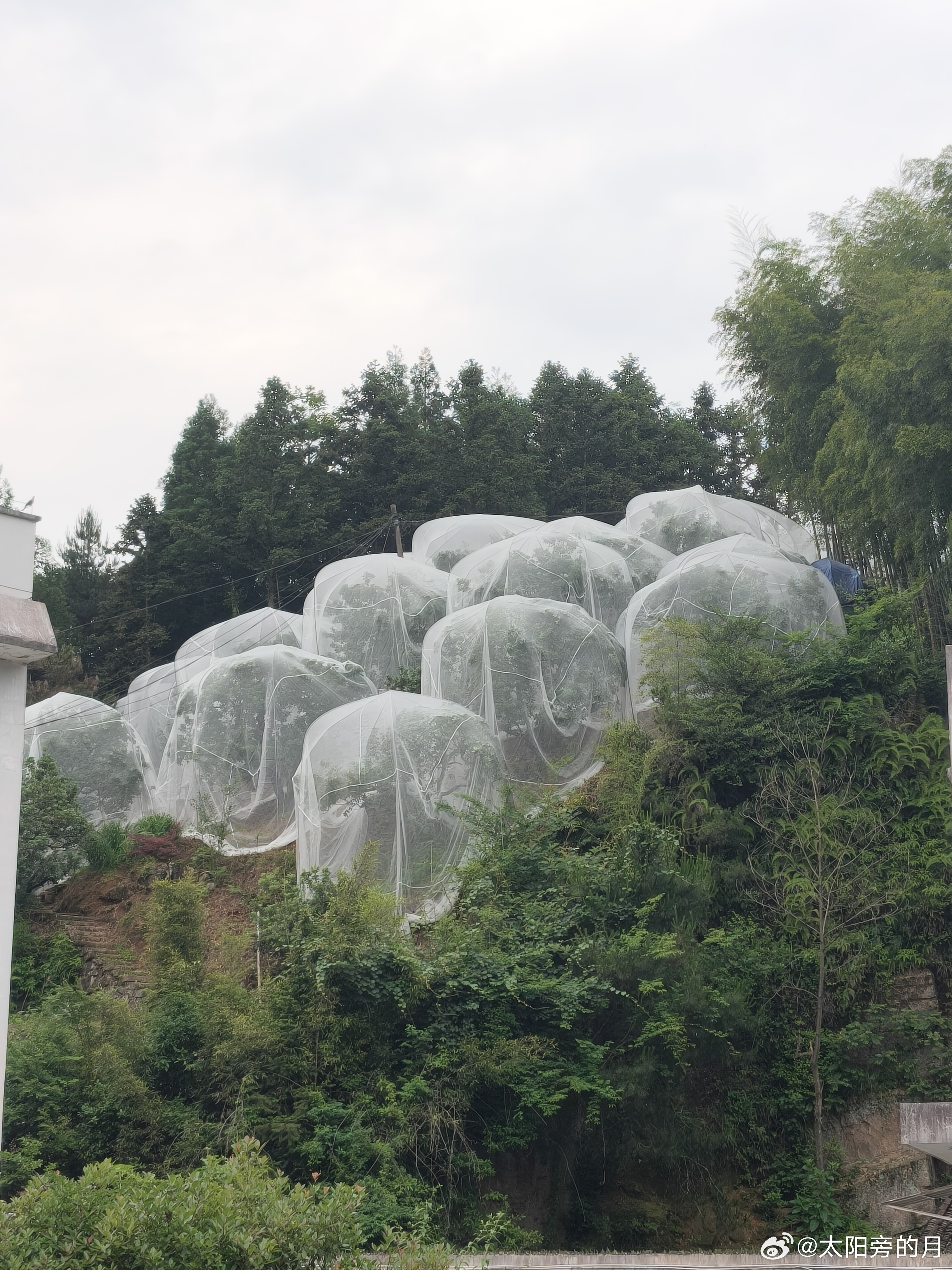 黄岩 满山杨梅，静等成熟