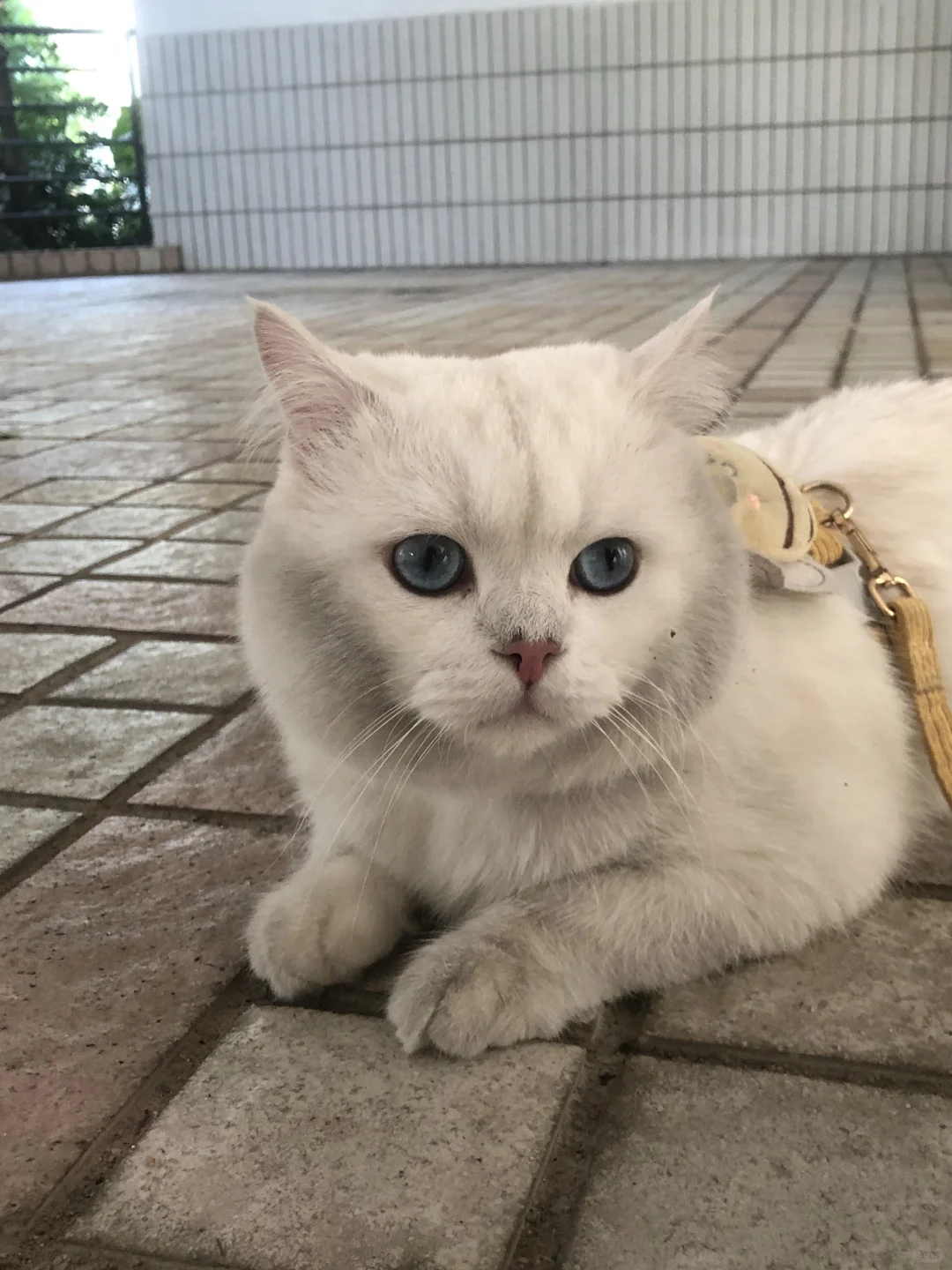 挖煤小猪打工归来