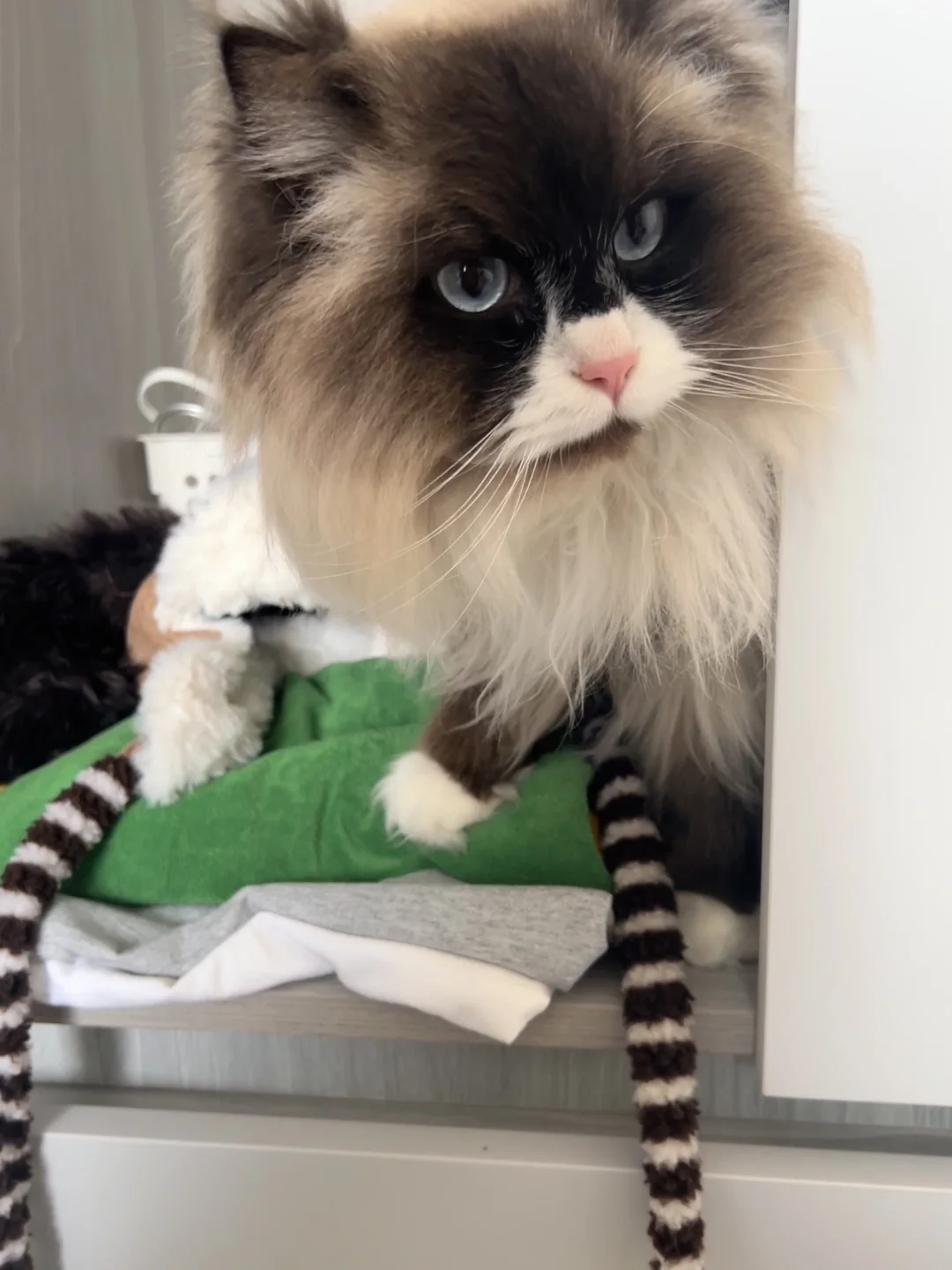 建议我家咪晚上别睡太死