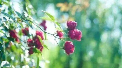 春花开尽见深红，夏叶始繁明浅绿～ 