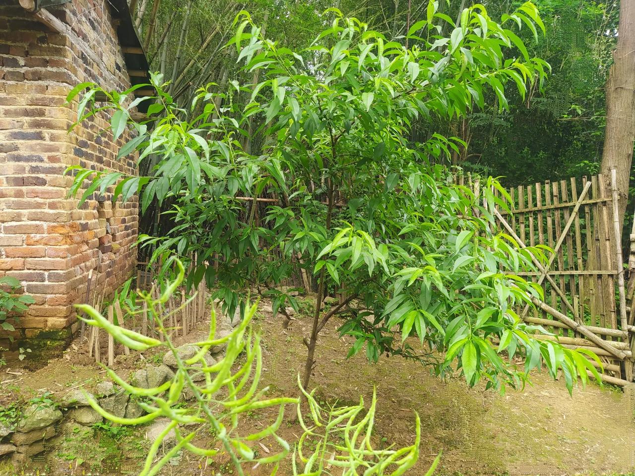 朋友们！你们那里的桃树，今年都有结桃子吗？

图1这棵桃树，是我来这山居的头一年