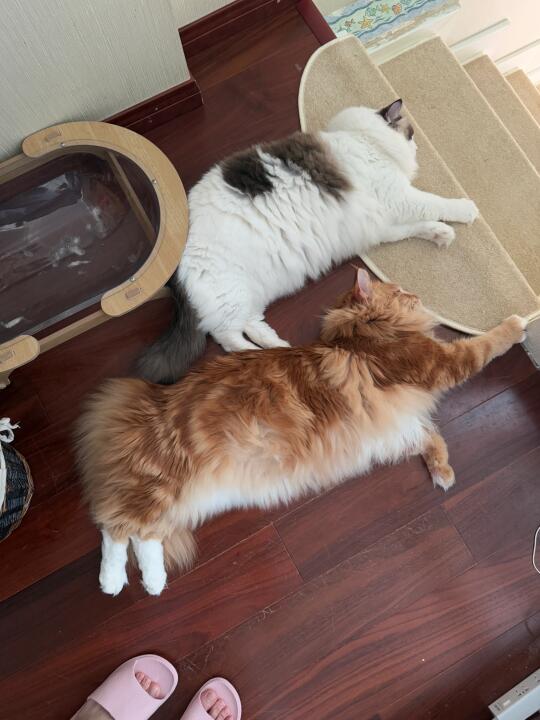 一定要小心～拌脚猫