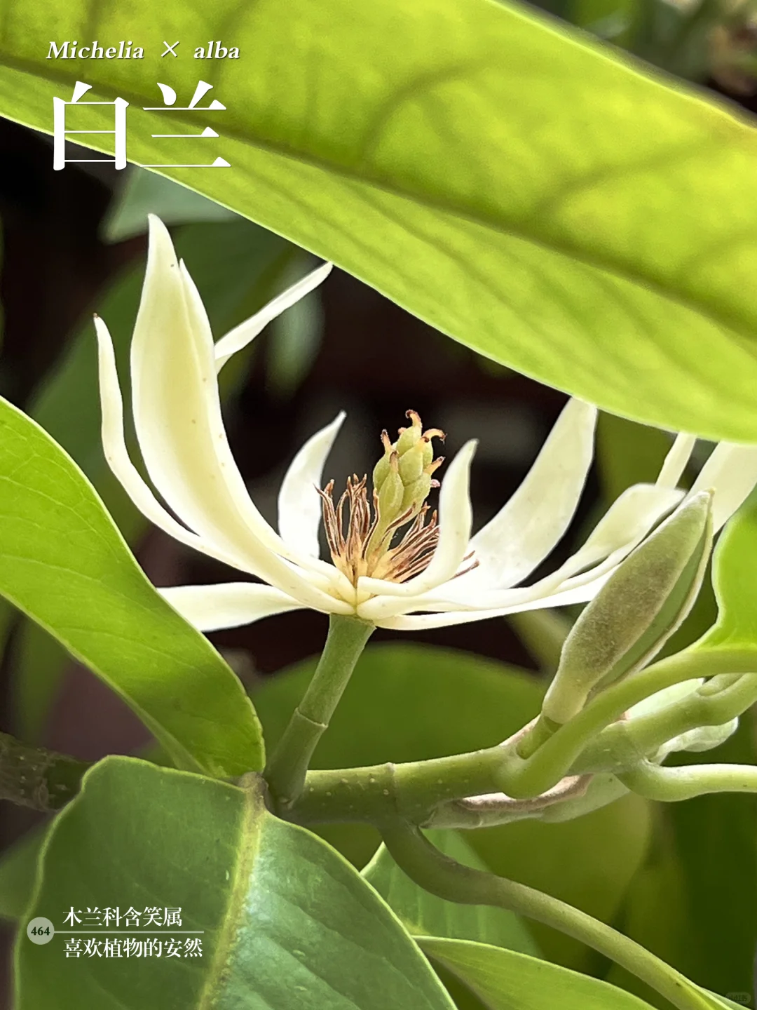 福州植物打标464｜沁人心脾的白兰