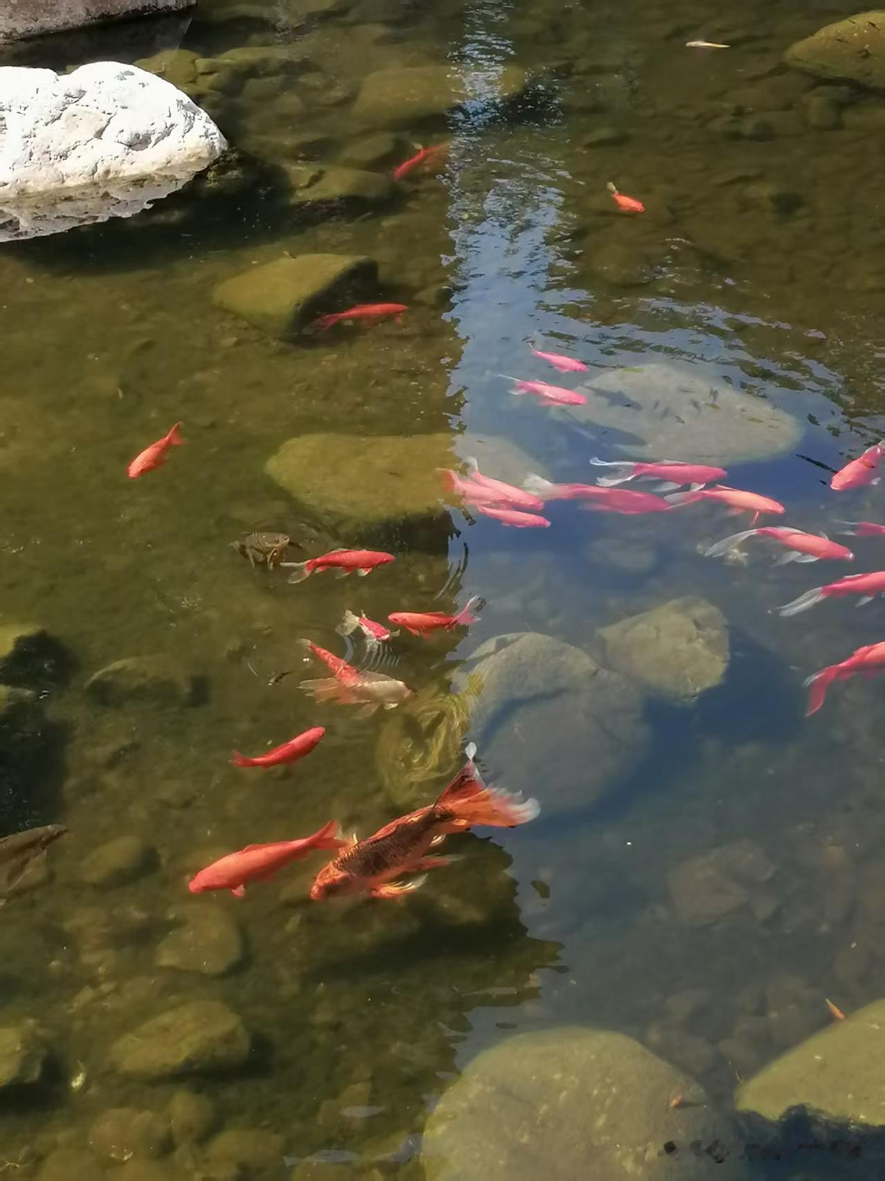 晨练回来路过小区的人工河，走在木桥上，看着金鲤鱼在水里成群结队的游玩。突然听到小