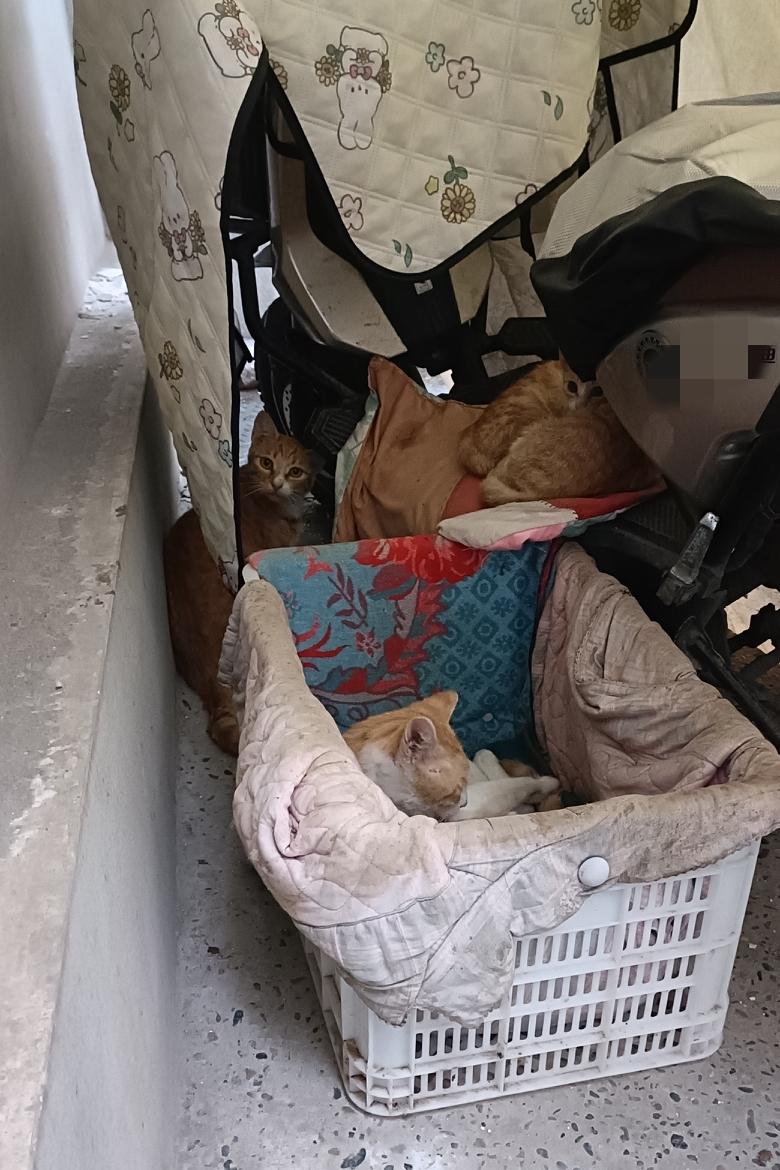 今天气温很低，还下起了小雨，打开门，发现流浪猫一家四口躲在电动车上休息，因为有遮