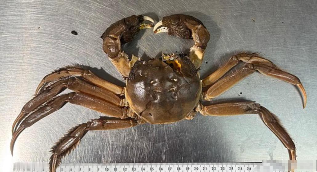 万万没想到！一只大闸蟹引发美国一州恐慌！

近日，美国俄勒冈州在当地的浅水中发现