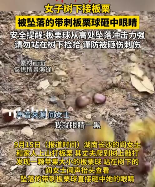 “太吓人了！”9月15日报道，湖南长沙，一女子和家人上山打板栗，女子直接站在树下