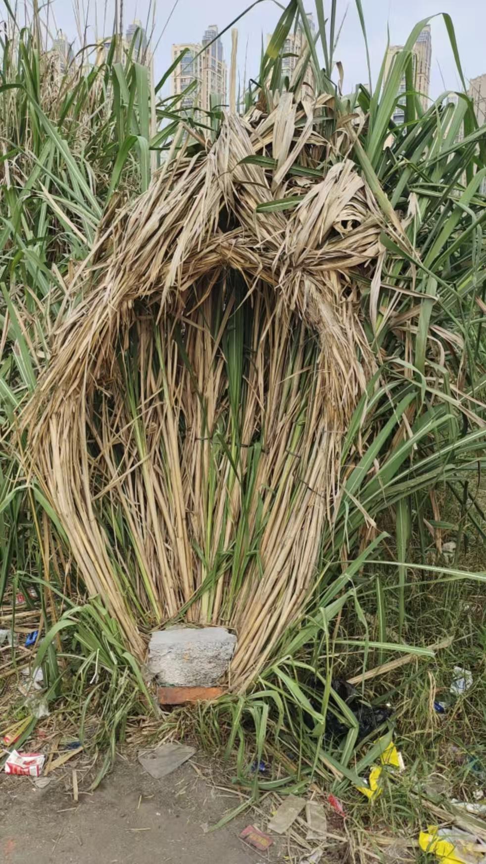 今天去钓鱼，在芦苇丛里找钓点时，差点就被这个 “芦苇小屋” 给吓到，乍一看，还以