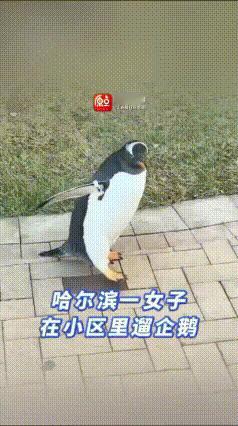 女子在小区遛企鹅？
看似可爱，
实则违法！

刚刚在哈尔滨某小区，有人拍下了离谱