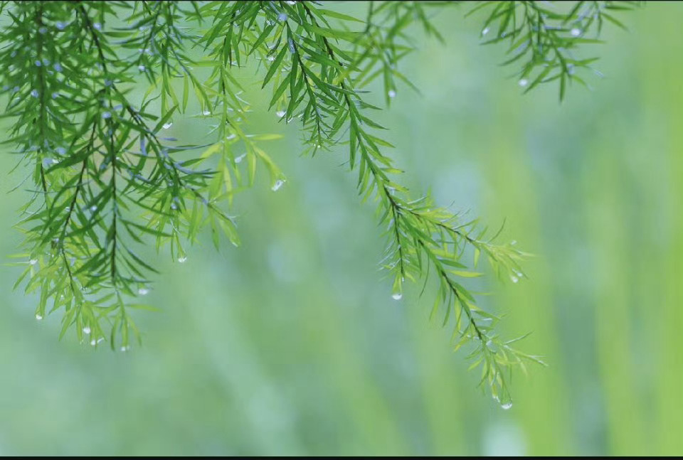 人间尽似逢花雨，莫爱芳菲湿绮罗。 