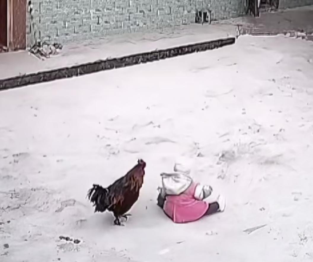 萌娃被鸡推倒
奶奶闻声赶来
鸡：我就是逗孩子玩会，奶奶：你等着，十分钟后，
奶奶