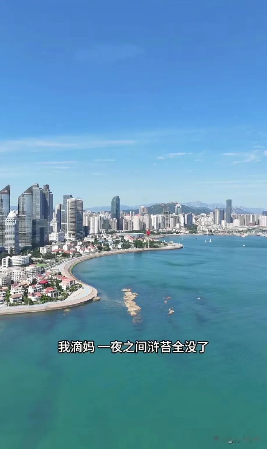 青岛速度！一夜之间，浒苔全没了！碧海蓝天又回来了！

就在前几天，网上还有很多人