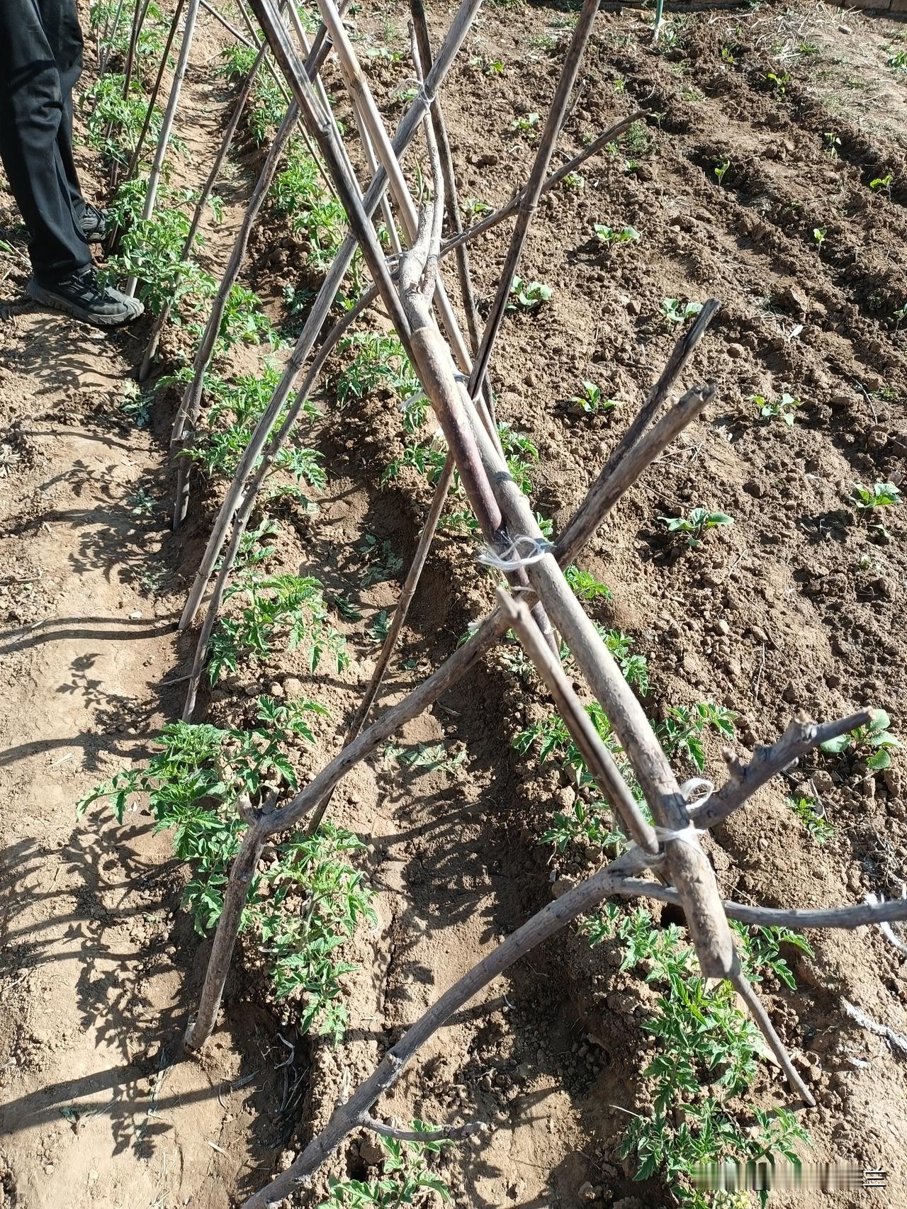 下午我跟老公去菜园里干活儿，昨天老妈说西红柿该插架了，今天我让老公把西红柿架插上