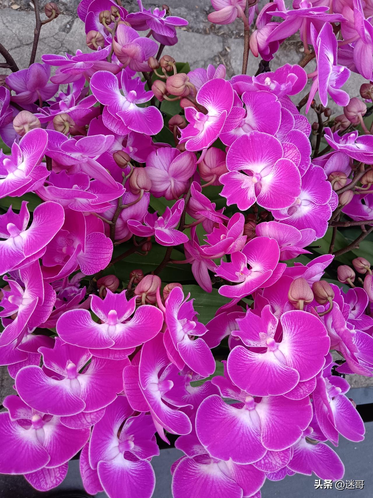 全世界都知道是真实的啦。
真是什么人都有[捂脸]