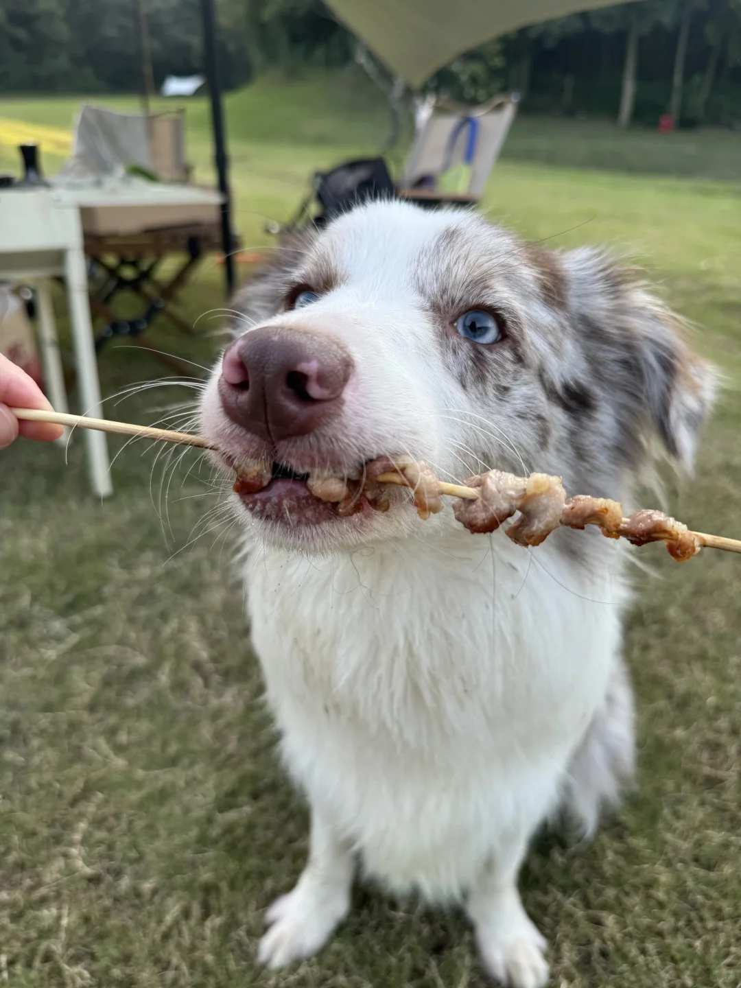 live下的狗狗