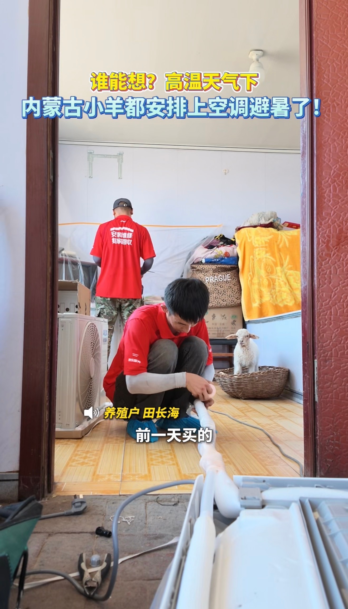 内蒙古高温天气动物防暑大作战真的被内蒙古这群小羊羡慕到了，专属空调房避暑，现在的