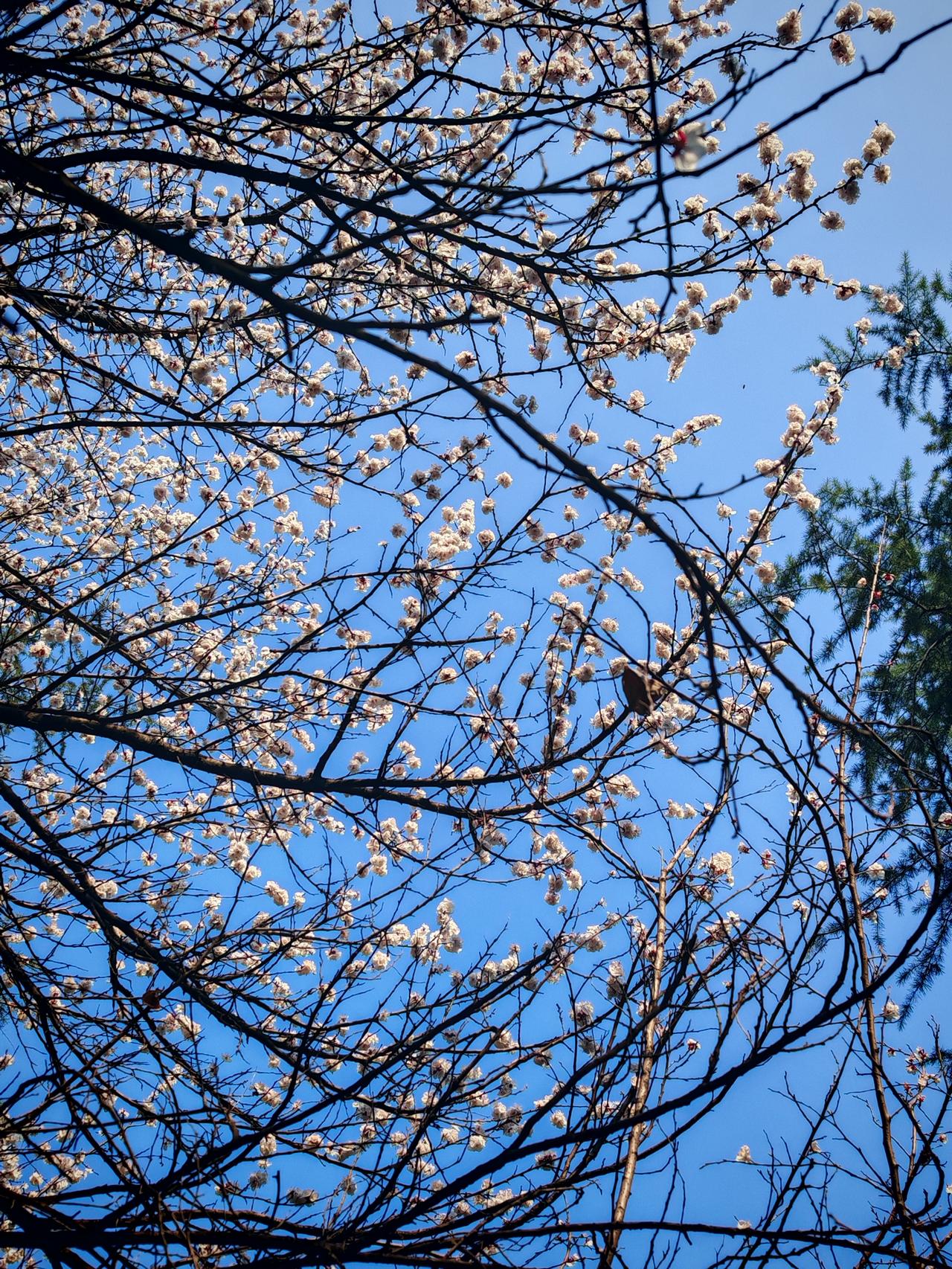 春色满园关不住，一枝红杏出墙来。