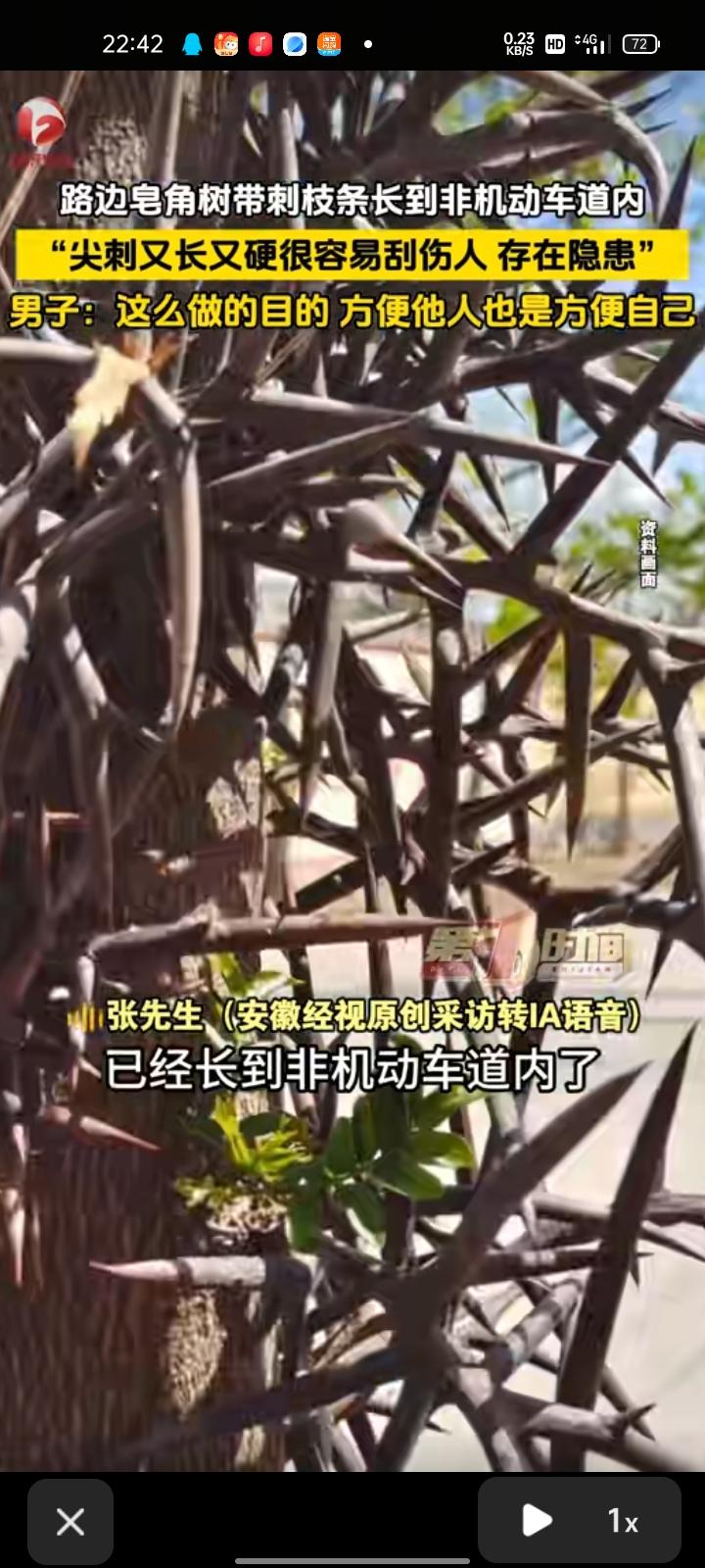 3月3日，内蒙古包头。张先生称，马路绿化带的皂角树枝条长到非机动车道内，尖刺又长