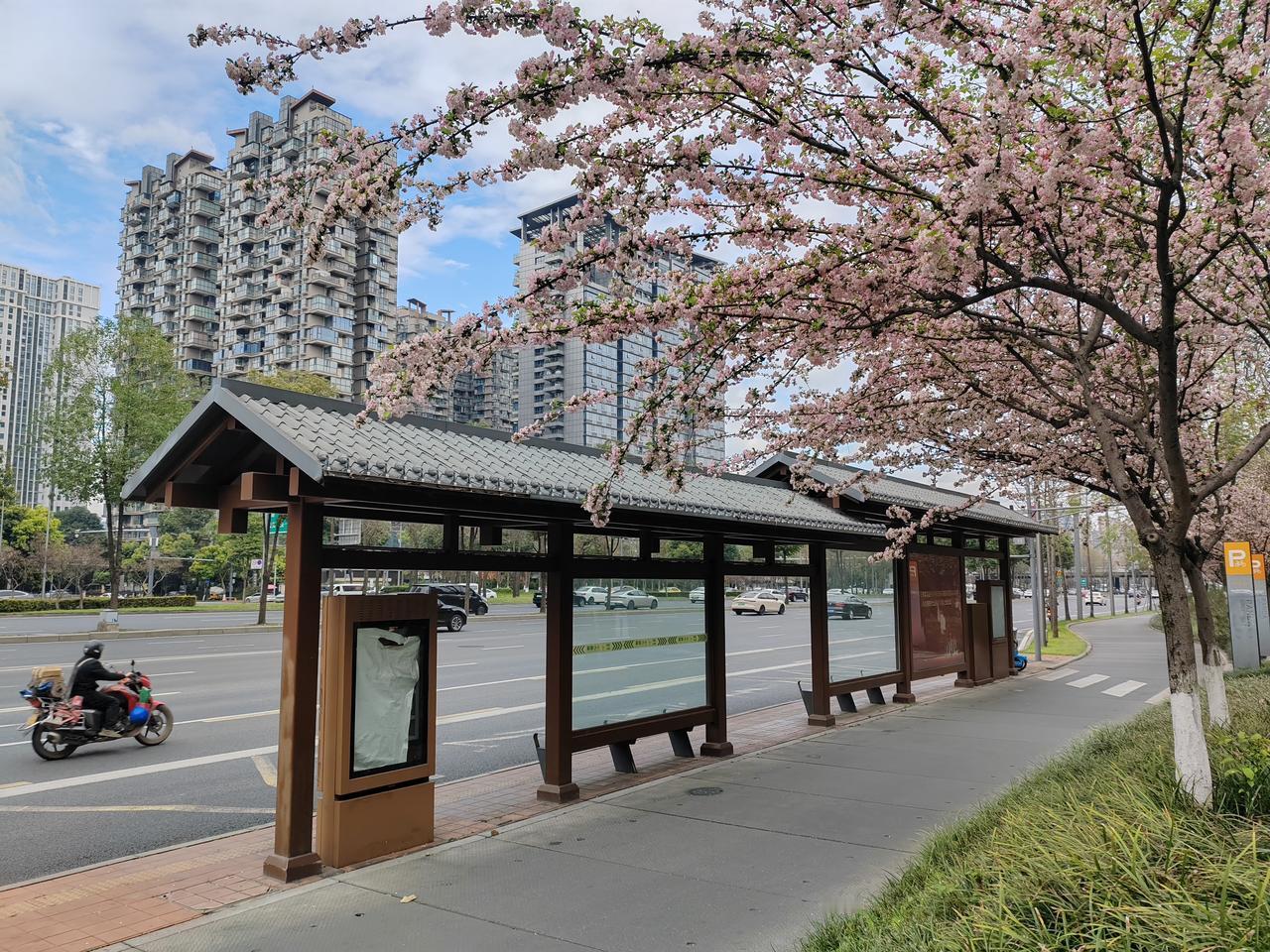 春风拂过海棠枝，粉花缀满公交亭檐。城市高楼与温柔花影相映。成都的南三环路绿道，樱