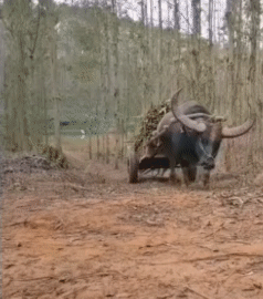 哪天它拉不动了别卖掉