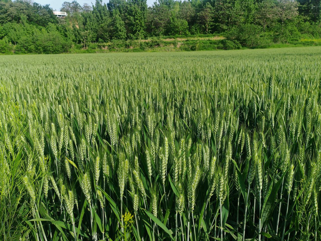 镜头下的中国麦田有多美初夏的豫西田野，大片青绿色的麦田铺向远方，饱满的麦穗挺立在
