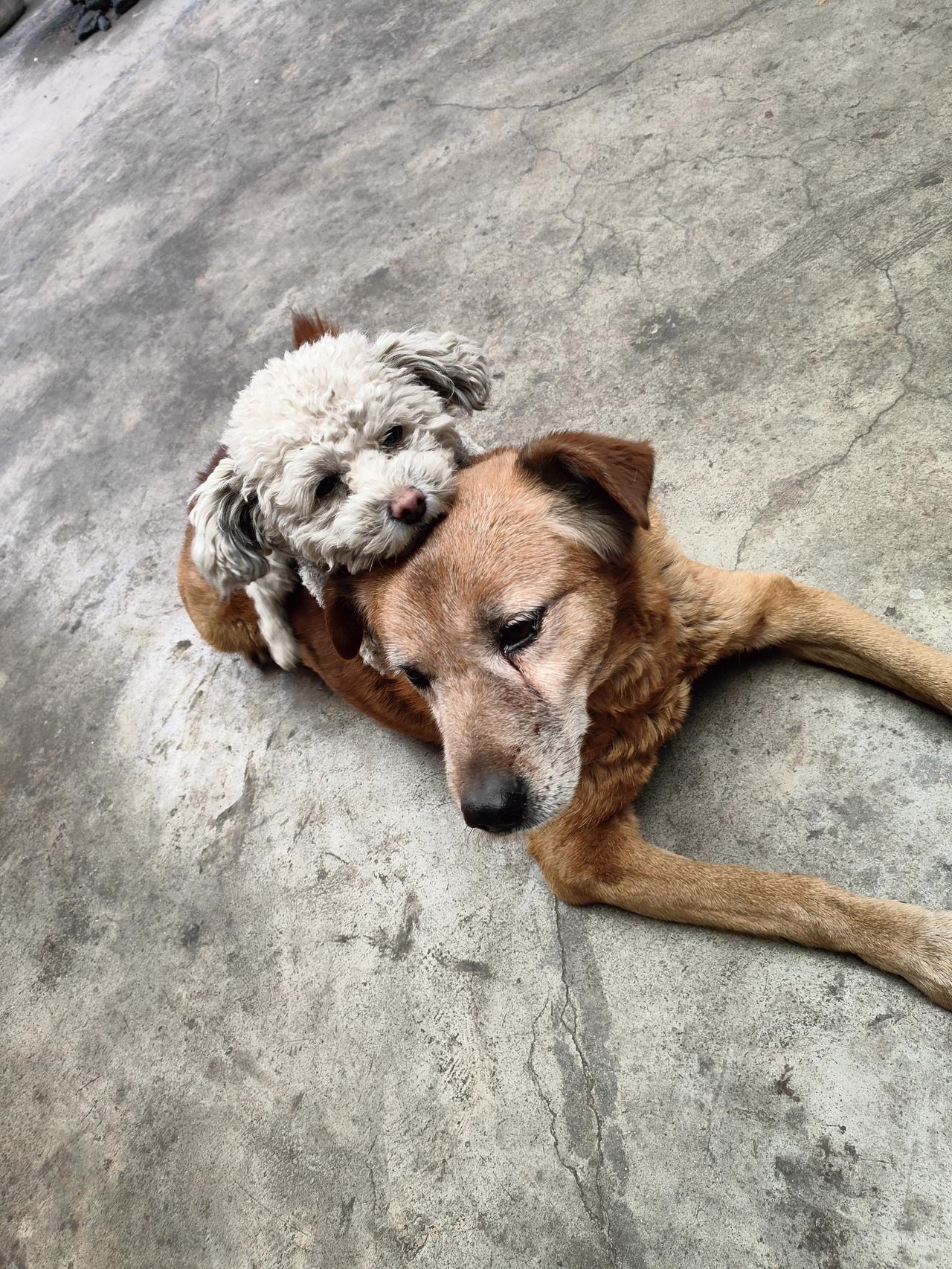 天南地北大拜年把脑袋靠在你身上，就觉得全世界都安稳了。