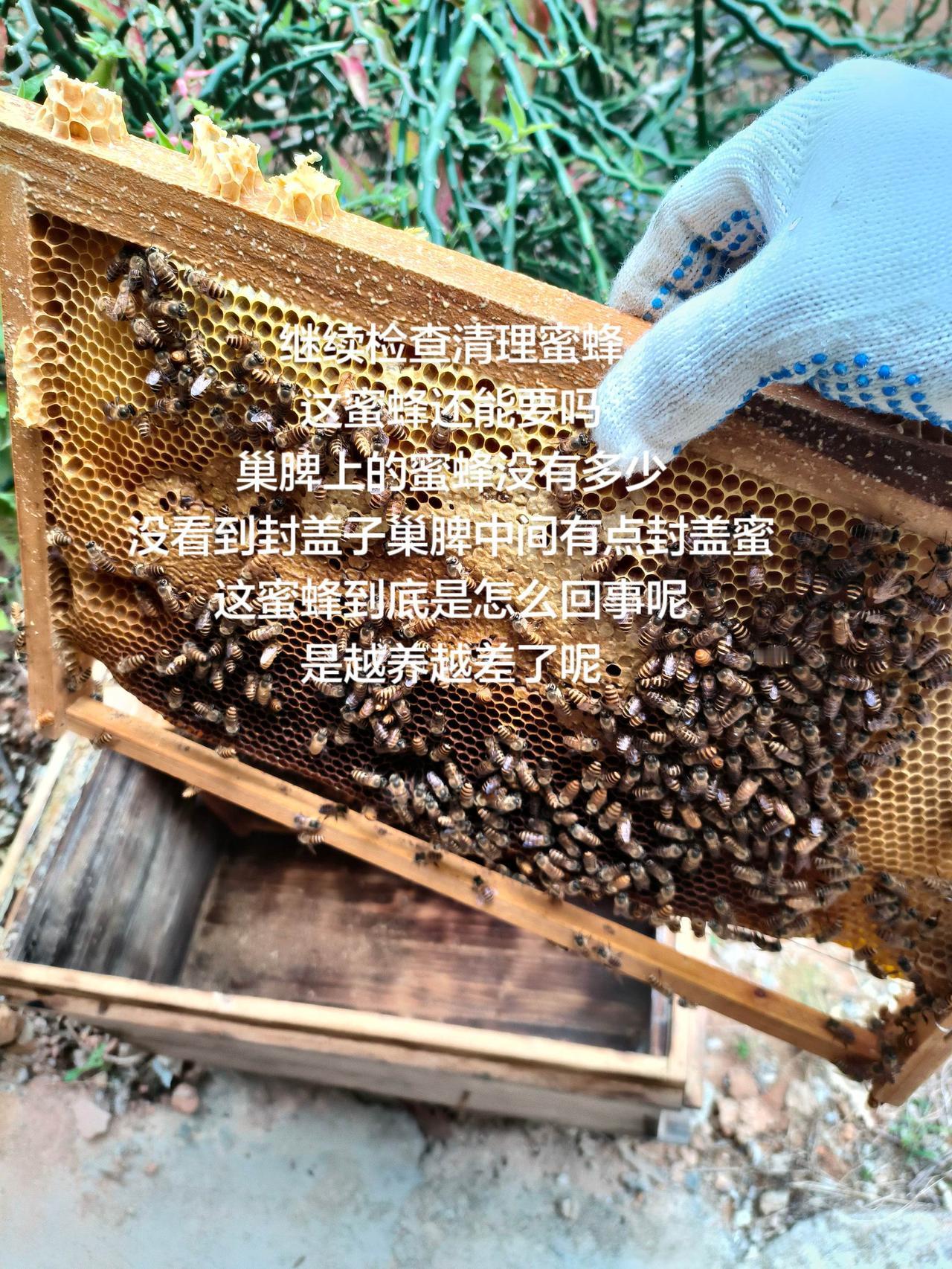 继续检查清理蜜蜂
这蜜蜂还能要吗
巢脾上的蜜蜂没有多少
没看到封盖子巢脾中间有点