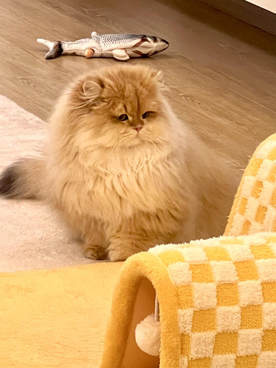 麻麻～咪是不是香香的～