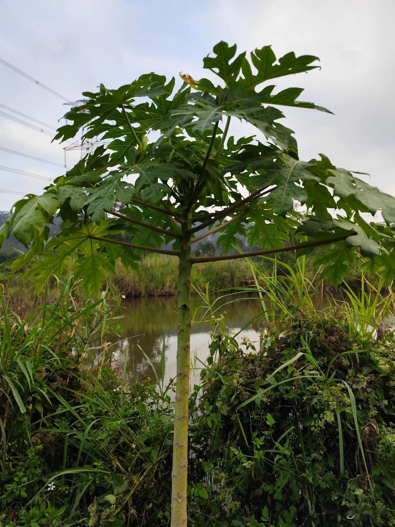 种了四棵木瓜树，其他三棵都开始结木瓜了，只剩下这一棵还没结，听说木瓜树也有分公母