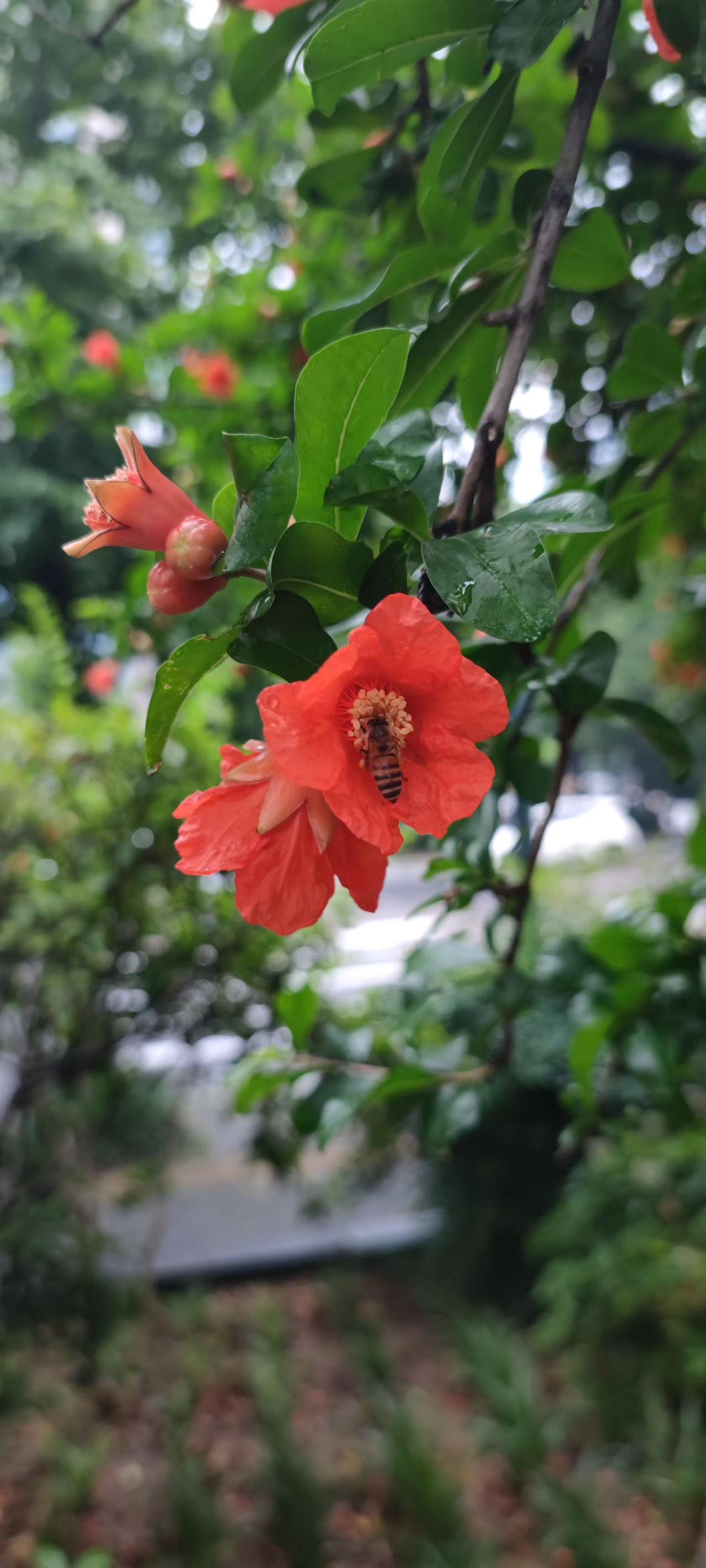 相册里的花花草草