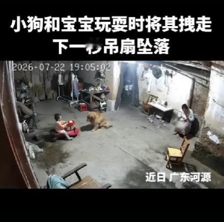 上人民日报了。广东河源，一宝宝在和金毛玩耍，突然金毛叼起扭扭车的绳子，拉扯着骑着