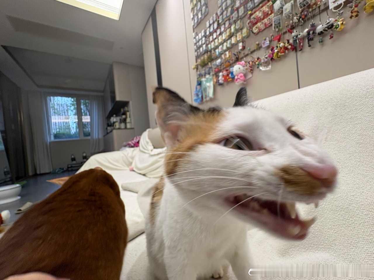 49446【丑猫】恐龙复活了 