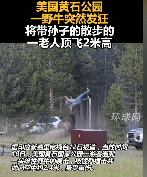 带孩子去公园散步，跟一头快两米高的野牛隔着近百米远，这够安全了吧？可下一秒，整个
