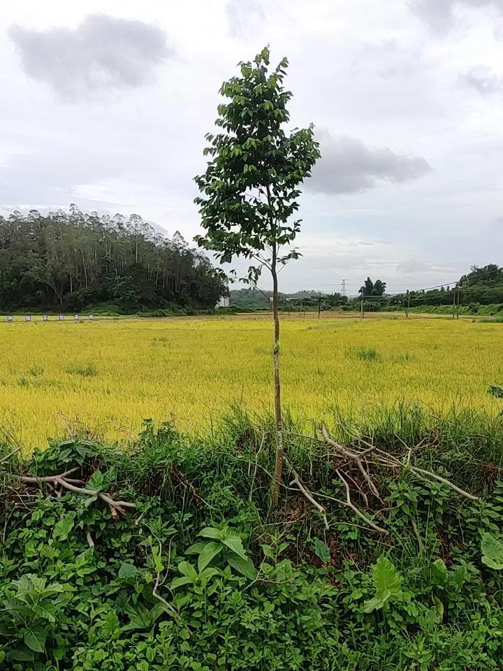 我还真有不少好看的风景壁纸。有张海边落日壁纸，那橙红色的太阳慢慢沉入大海，余晖洒