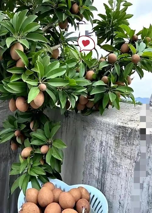 果园惊现“怪果树”？
别愁！这可是藏着惊喜的“老朋友”
 
果园里冒棵“怪树”，