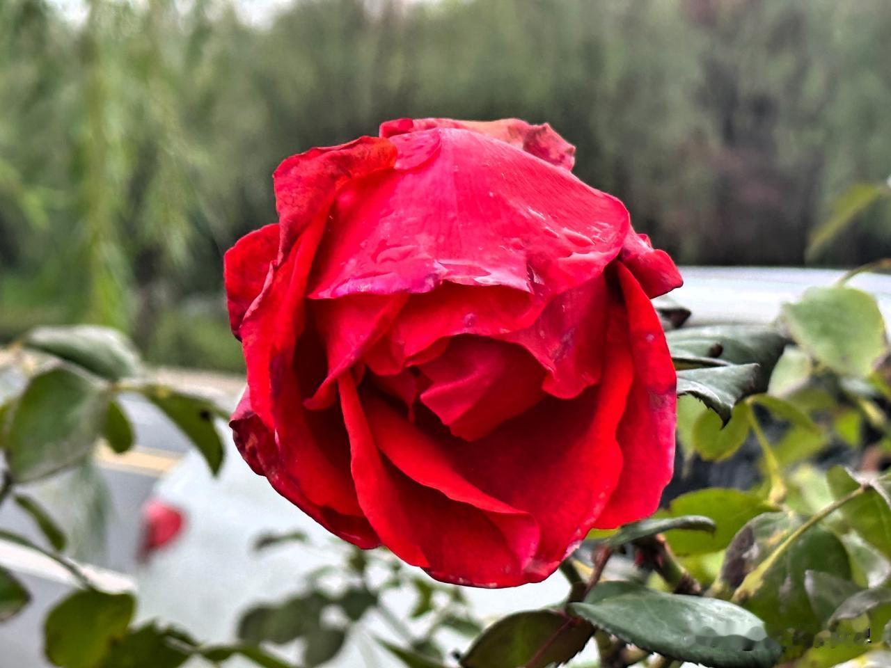 雨终于停了，饱受秋雨洗涤的河流、花儿和大地展露出娇艳的本色。