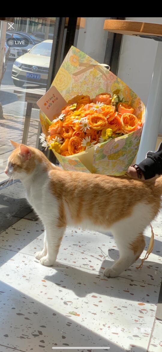 可爱的小橘喵🥰😘🐱！&果汁阳台💛！