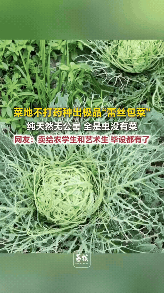 菜地全程不打农药，本想收获无公害包菜，菜叶被虫子啃成精致蕾丝镂空。
网友脑洞大开