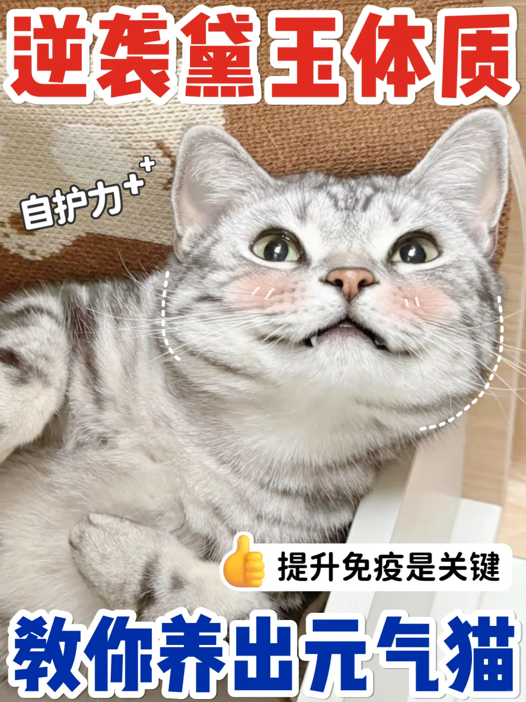 体质差小猫如何逆袭？提升免疫力很重要！