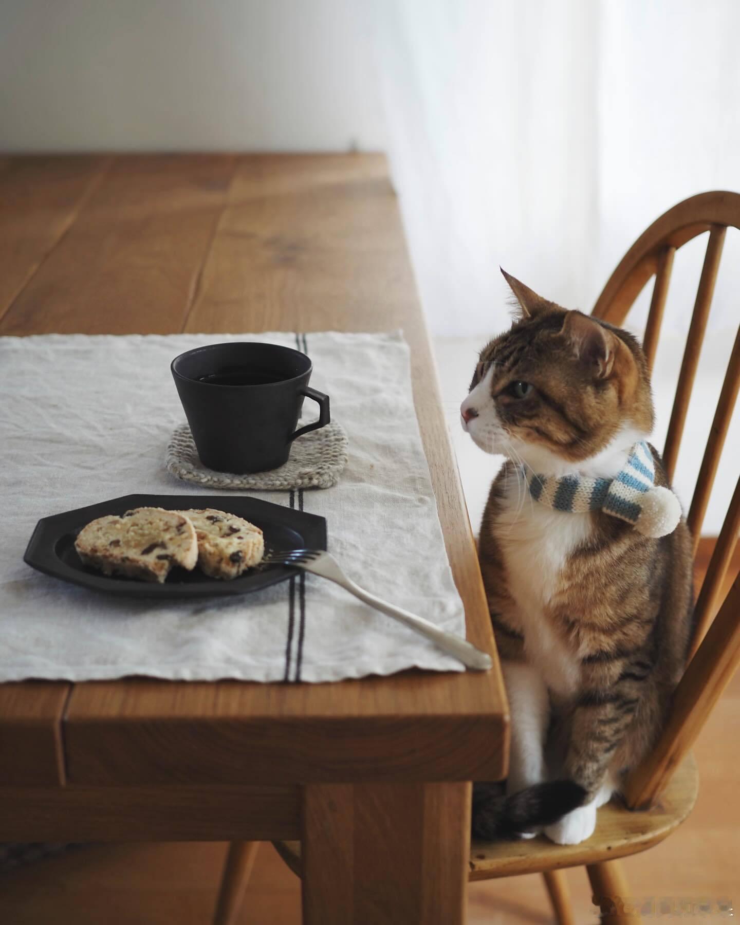 下午茶☕️🐱cr：rollo_shoegazer 