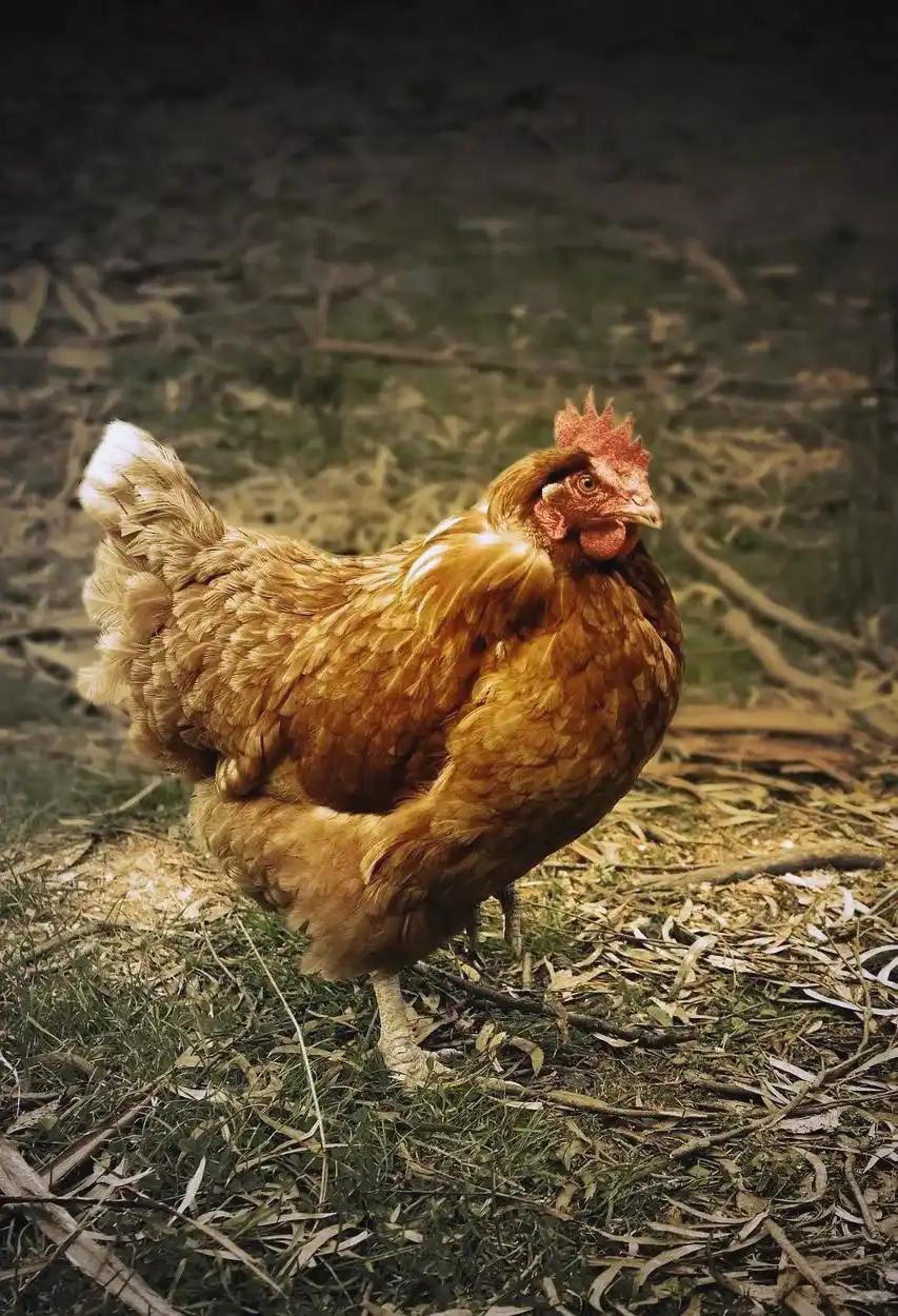 你绝对想不到，村里老人常说“撑不死的鸭，饿不死的鸡”，背后藏着鸡的生存大智慧！这