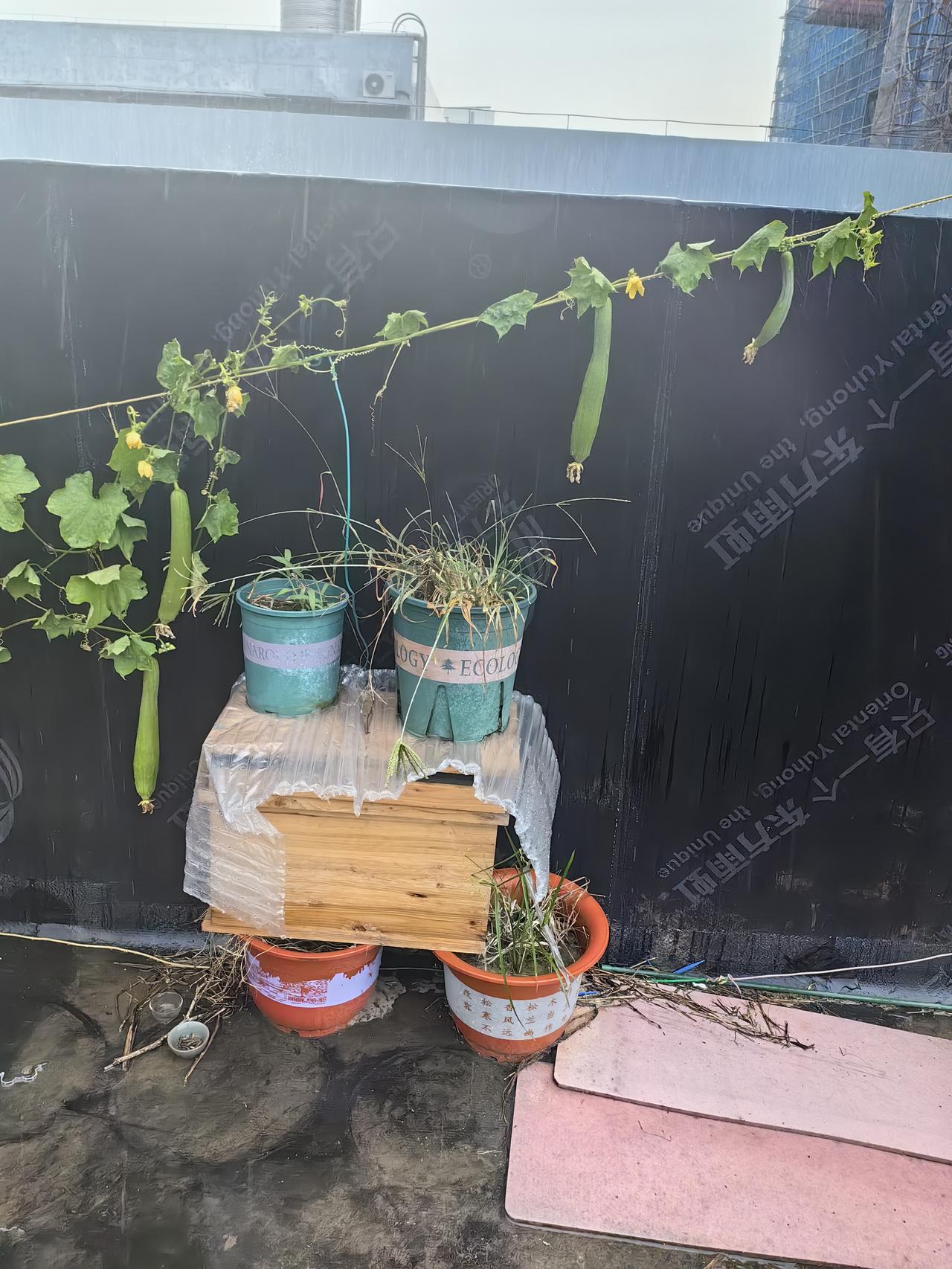 手机随手拍原创图片没想到啊，都到秋天了，还能吃上自己种的丝瓜[呲牙][呲牙][呲