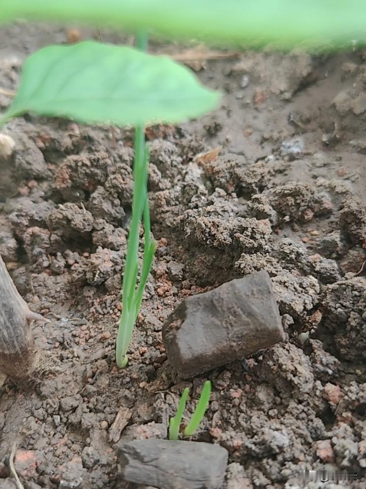 花盆里自己冒出来的，猜猜看，这是什么植物？生活里的小植物