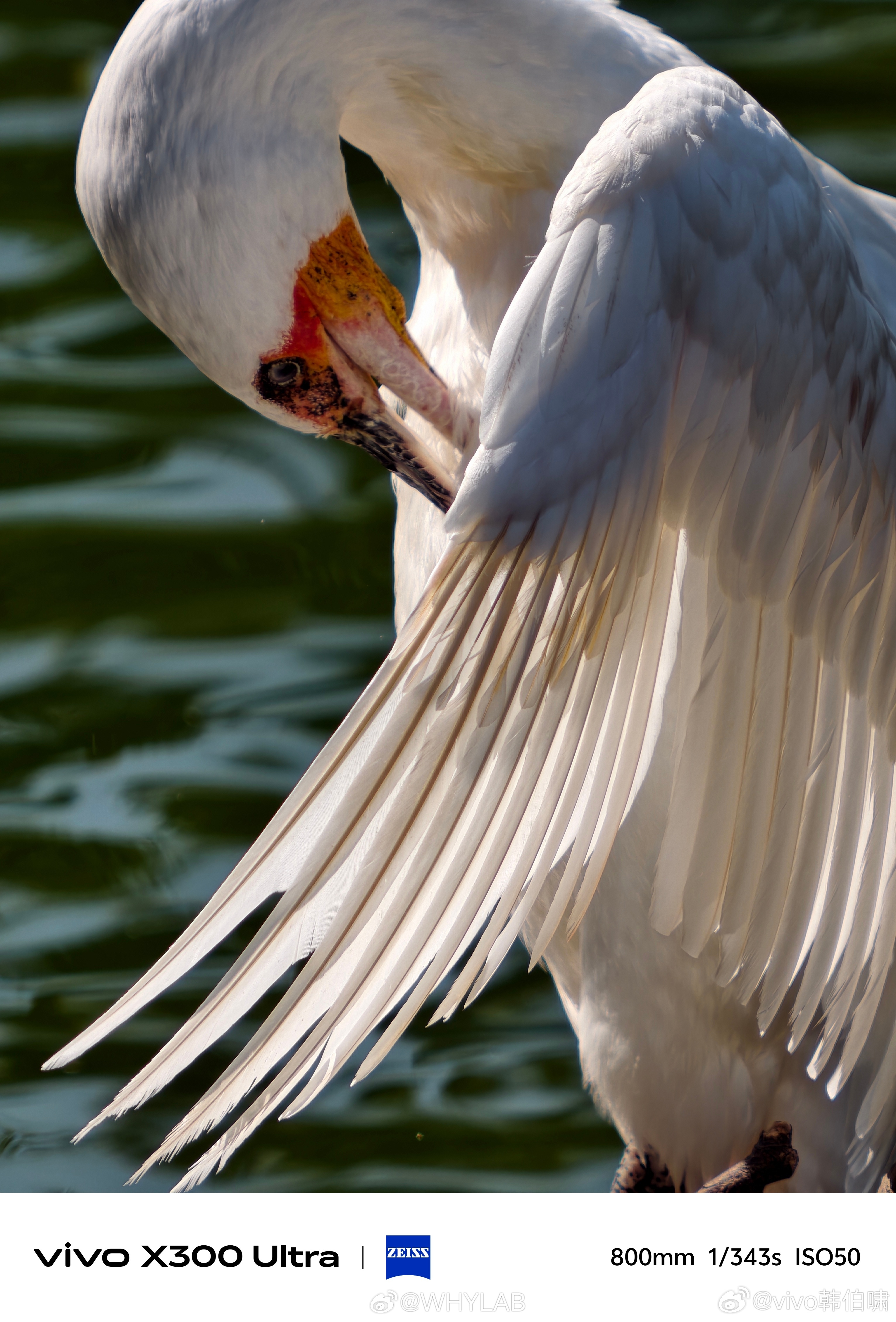 vivo X300 Ultra 打鸟样张来了，搭配 400mm 大炮增距镜确实夸