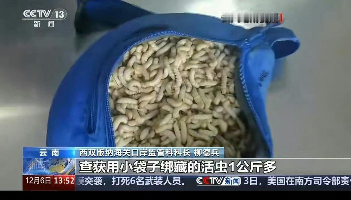 女子裤子内藏2斤多活虫入境这是活的？不怕爬到身上吗