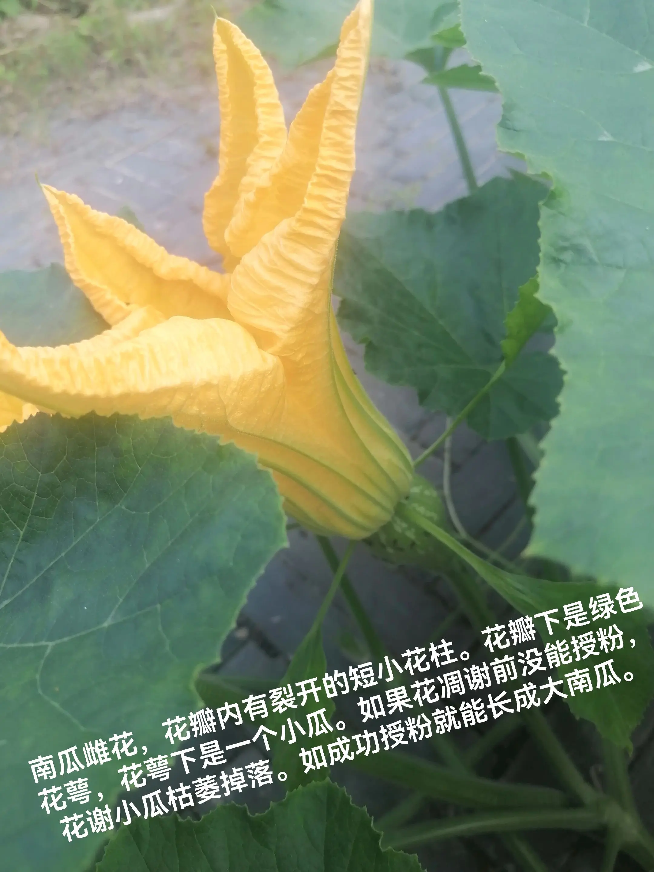 南瓜雌花与雄花
