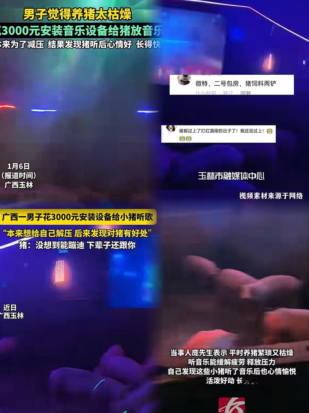 惊掉下巴！
广西桂林庞先生养猪养出了新花样！
觉得养猪无聊，他竟在猪舍装上音乐设