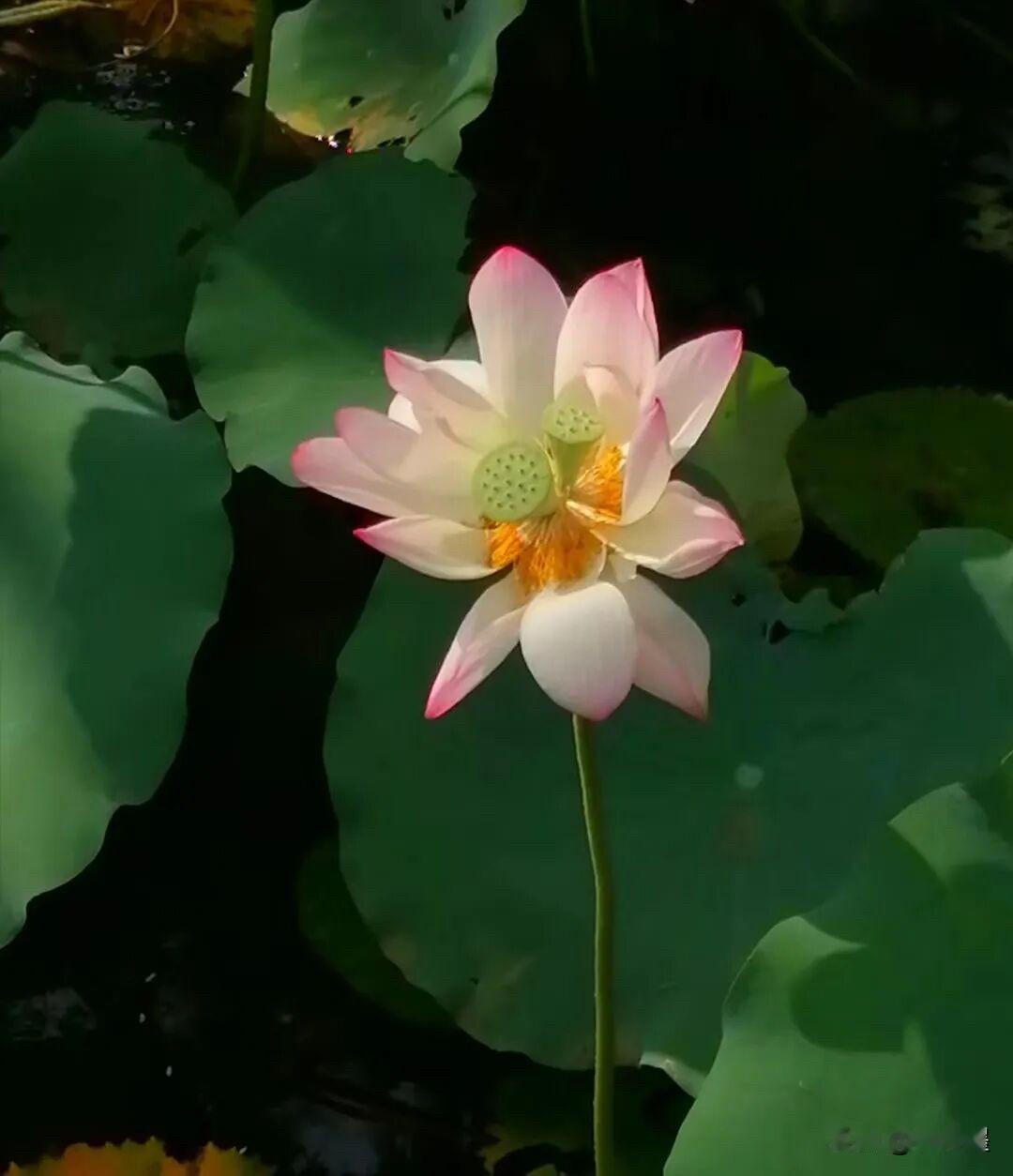 仔细看看，这朵荷花有什么不同吗？
其实只要认真观察，就不难发现，这朵荷花是“双生