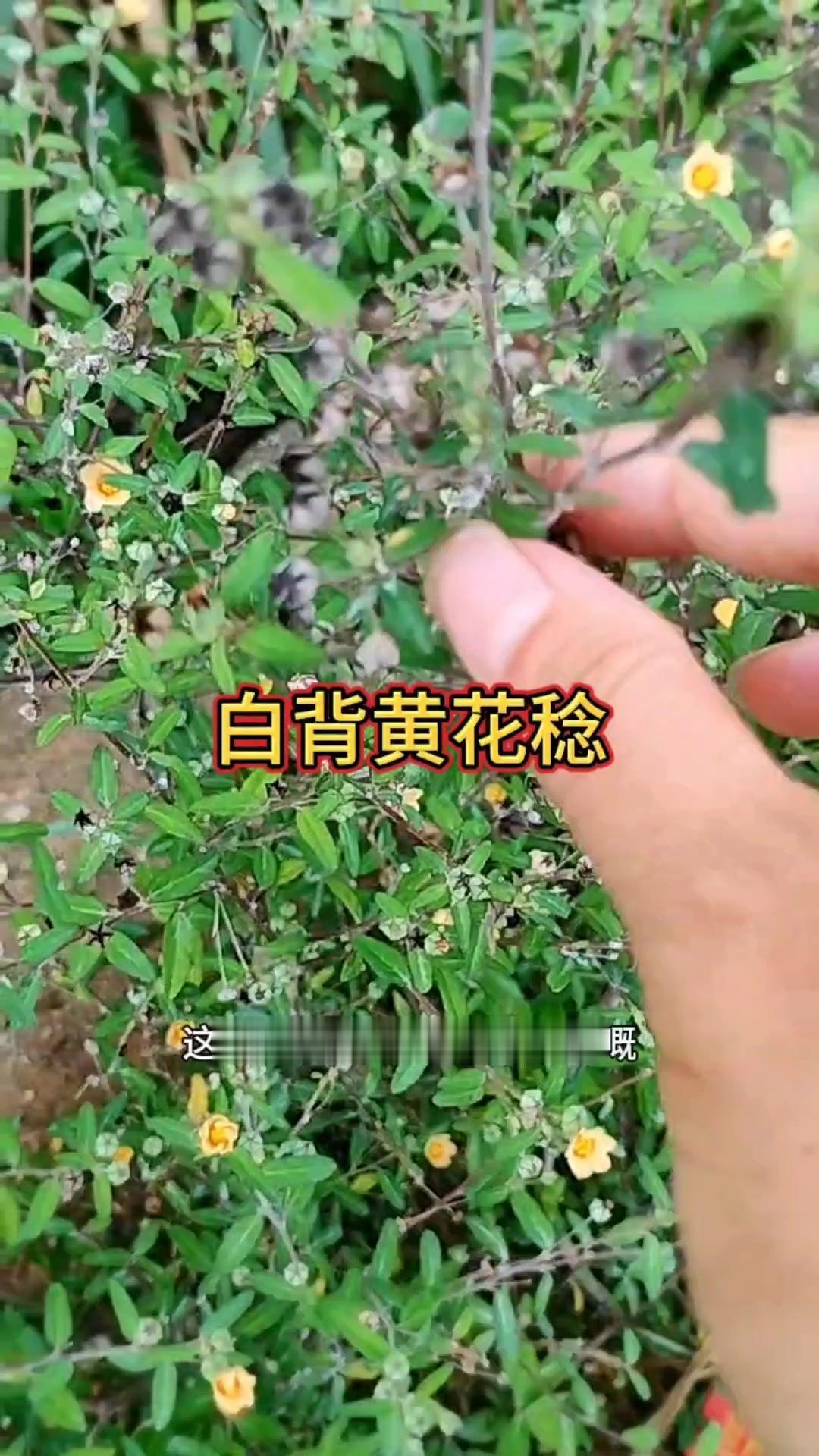1️⃣别名：白背黄花粘又叫农见烧。
2️⃣形态：植株清秀，叶片互生，卵形至椭圆形